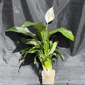 variegated philodendron burle marx Philodendron 'Burle Marx Variegata'
