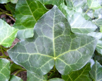 Southern Grown English Ivy Fast Growing 4-5' Rooted Cuttings Fall Planting(Buy 1 Get 1 Free)