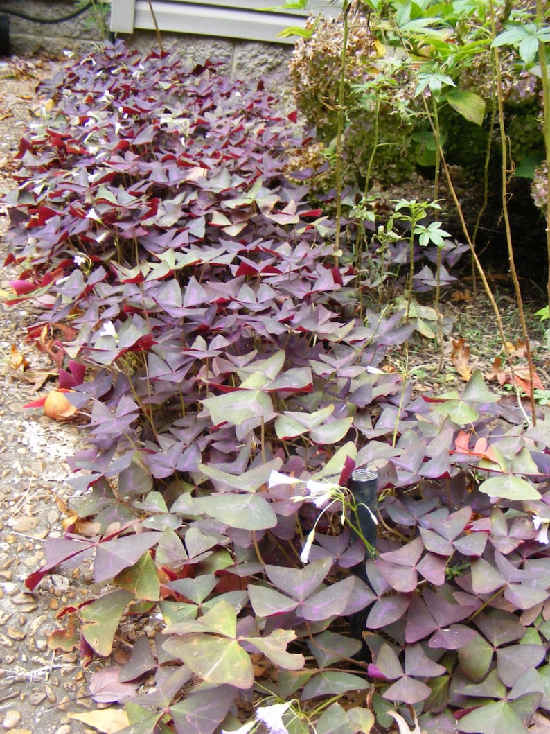 5X Shamrock pip�s Lucky Charm plant Oxalis Purple Pips Etsy