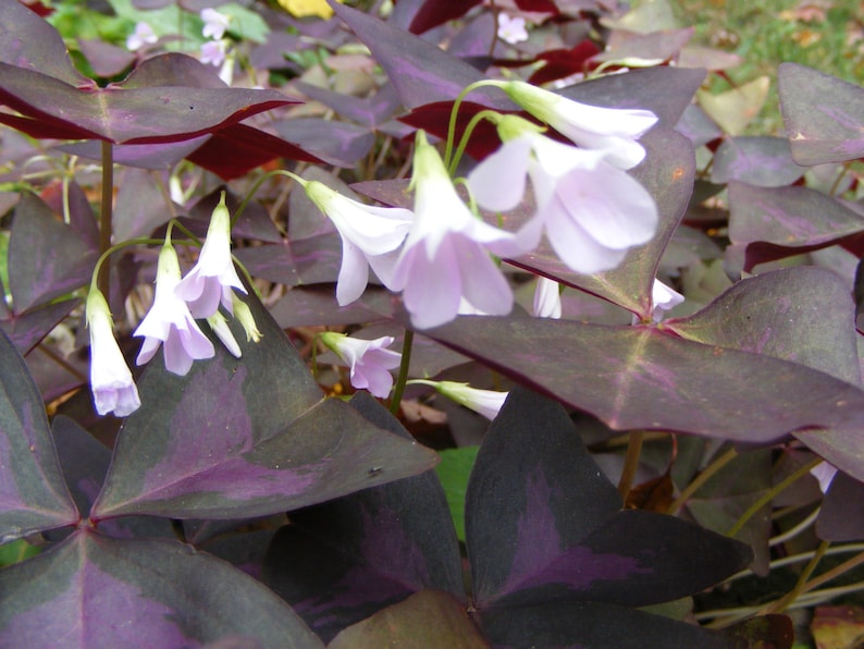 5X Shamrock pip�s Lucky Charm plant Oxalis Purple Pips Etsy