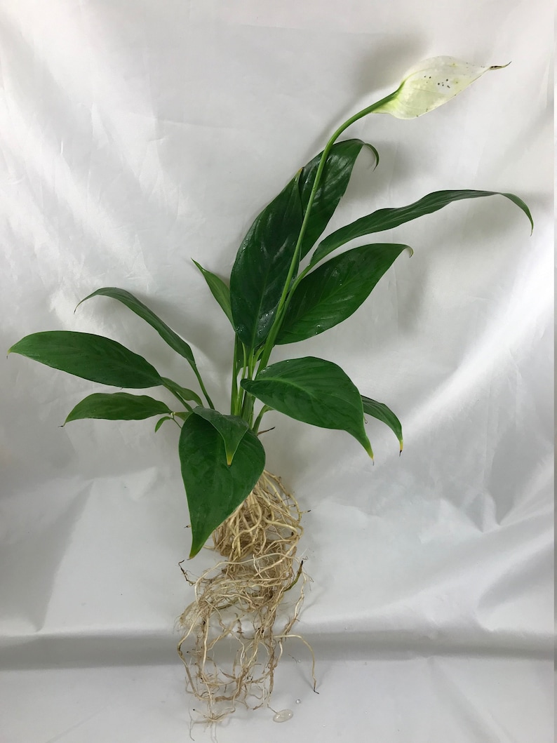 myZealPlace Peace Lily Plant - Thumbnail 3