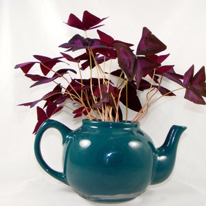 5,10,15,20 Shamrock pip&#39;s Lucky Charm Plant Oxalis Purple Pips