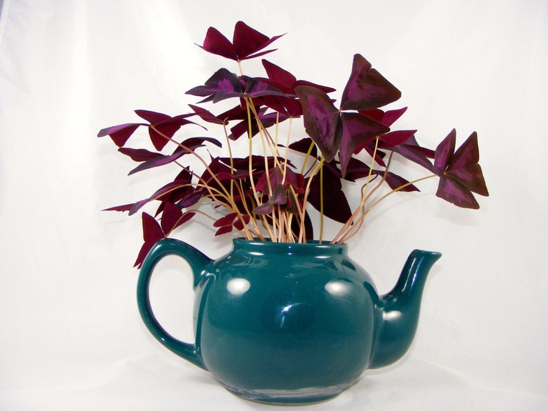 myZealPlace Shamrock Bulbs
