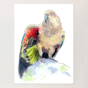 Kea Parrot Print / NZ birds illustration / New Zealand Print / New Zealand art / New Zealand birds / Alpine parrot