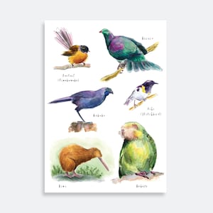 Aves de Nueva Zelanda impresión #1 / Aves de Nueva Zelanda / kakapo / kiwi / hihi / kokako / fantail / kereru