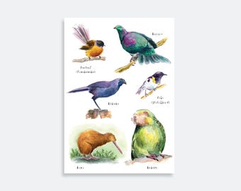 Impresión artística en acuarela de aves de Nueva Zelanda: kiwi, kakapo y abanico
