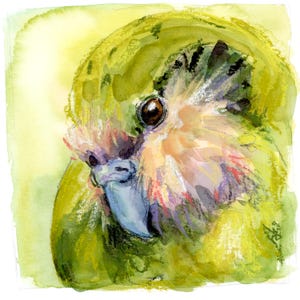 Impresión artística de kakapo