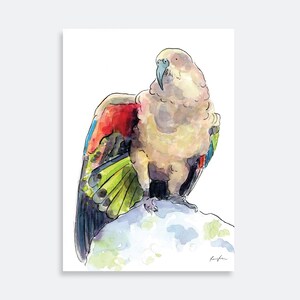 Kea Parrot Watercolor Print: New Zealand Bird Illustration
