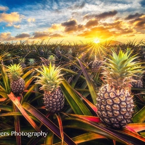Hawaiian Pineapple Fields Fine Art Print titled &quot;Tres Amigos&quot; on 5&quot;x7&quot;, 8&quot;x10&quot;, or 11&quot;x14&quot; White or Black Mat