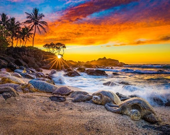 Hawaiian Green Sea Turtle Fine Art Print titled "One Day" on 5"x7", 8"x10", or 11"x14" White or Black Mat