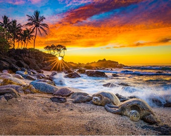 Hawaiian Sea Turtles Sunset Beach Photo Print, Metal or Canvas