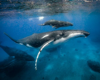 Humpback Whale Fine Art Photo Print, Mother and Baby, Tonga Aluminum or Canvas