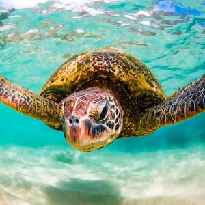 Hawaiian Green Sea Turtle Fine Art Print titled &quot;Torpedo&quot; on 5&quot;x7&quot;, 8&quot;x10&quot;, or 11&quot;x14&quot; White or Black Mat