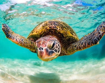 Hawaiian Green Sea Turtle Fine Art Print titled "Torpedo" on 5"x7", 8"x10", or 11"x14" White or Black Mat
