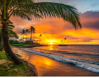 May include: A tropical beach scene with palm trees silhouetted against a vibrant orange and pink sunset. The sun is setting over the ocean, casting a golden glow on the sand and waves.