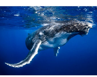 Humpback Whale Photo on Aluminum or Canvas