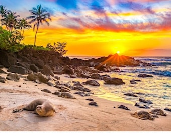 Può includere: Una foca giace su una spiaggia sabbiosa con palme sullo sfondo. Il sole tramonta sull'oceano, creando un cielo colorato con sfumature di arancione, rosa e viola.