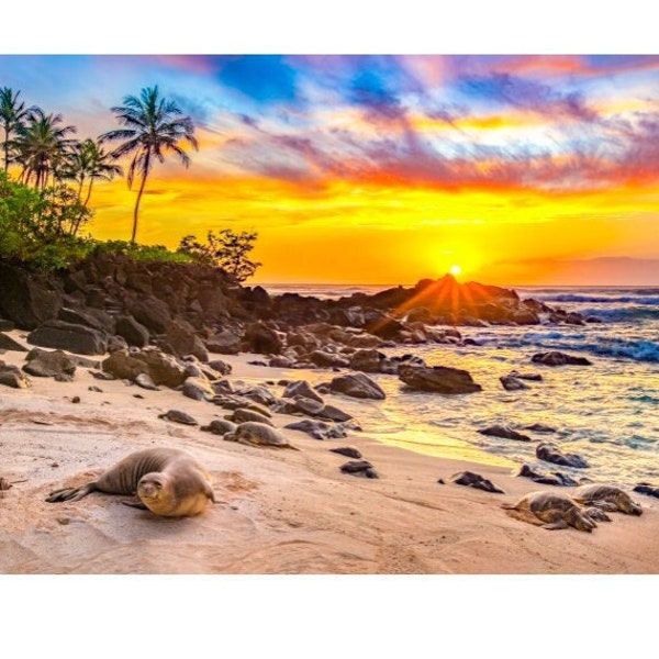 Hawaiian Green Sea Turtles and Monk Seal Fine Art Print titled "Monk Es Uncle" on 5"x7", 8"x10", or 11"x14" White or Black Mat