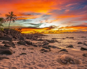Aluminum/Canvas Fine Art print of Hawaiian Green Sea Turtles on the beach at sunset titled "Honu N Seek"