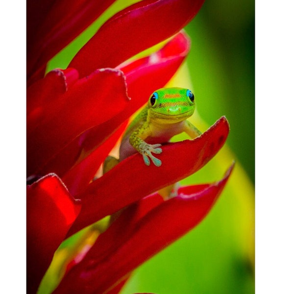 Beautiful Hawaiian Ginger Flower and Gecko Fine Art Print titled "Ginger" on 5"x7", 8"x10", or 11"x14" White or Black Mat