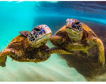 Two Turtles Hugging in Hawaii Photo Print on Aluminum Metal or Canvas