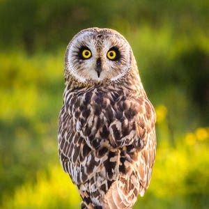 Hawaiian Short-Eared Owl (Pueo) Fine Art Print titled &quot;Pueo 180&quot; on 5&quot;x7&quot;, 8&quot;x10&quot;, or 11&quot;x14&quot; White or Black Mat