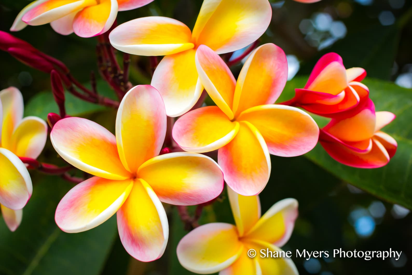 Beautiful Hawaiian Plumeria Flower Fine Art Print Titled Etsy
