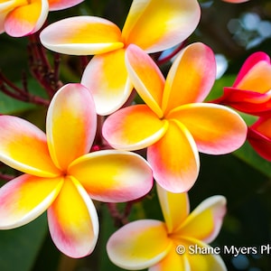 Beautiful Hawaiian Plumeria Flower Fine Art Print titled "Pink" on 5"x7", 8"x10", or 11"x14" White or Black Mat