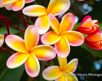 May include: Close-up of several pink and yellow plumeria flowers with green leaves in the background.