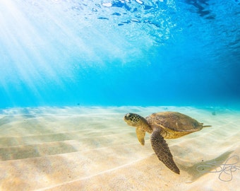 May include: A green sea turtle swims through clear blue water over a sandy ocean floor. Sunlight shines through the water, creating a bright, ethereal glow.
