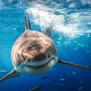 Aluminum/Canvas Fine Art print of Great White Shark titled &quot;Bruce&quot;