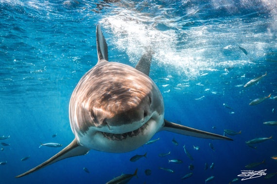 Aluminum/canvas Fine Art Print of Great White Shark Titled 