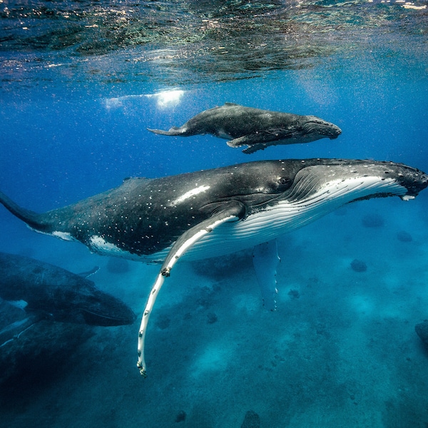 Humpback Whale Print - Etsy