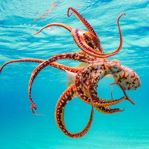 Hawaiian Octopus Fine Art Print titled &quot;Whimsical&quot; on 5&quot;x7&quot;, 8&quot;x10&quot;, or 11&quot;x14&quot; White or Black Mat