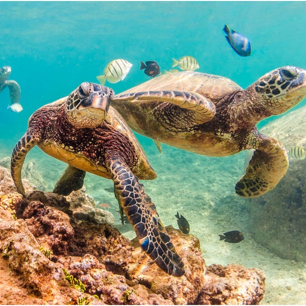 Aluminum/Canvas Fine Art print of Hawaiian Green Sea Turtles titled "My Lil Friends"