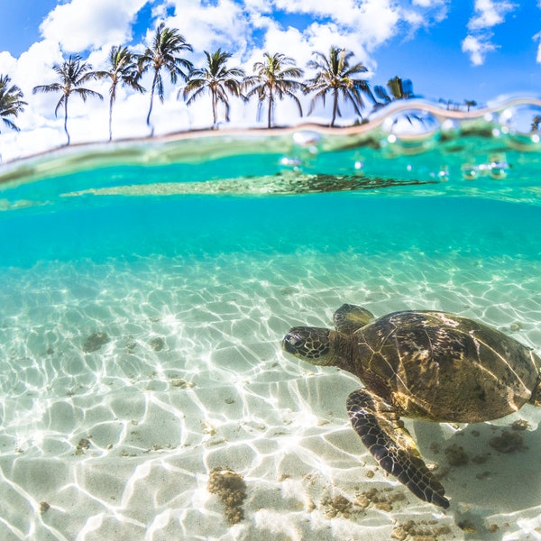 Hawaiian Green Sea Turtle Fine Art Print titled "Splits" on 5"x7", 8"x10", or 11"x14" White or Black Mat