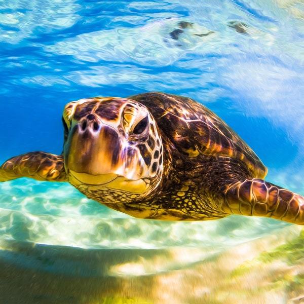 Hawaiian Green Sea Turtle swimming underwater in Hawaii printed on Aluminum Metal or Canvas