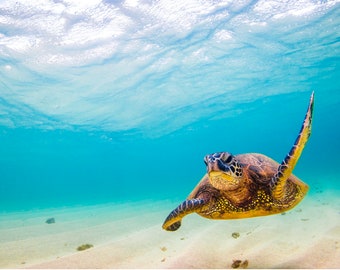 Puede incluir: Una tortuga marina verde nada en aguas azules claras con un fondo arenoso. La tortuga está mirando hacia la cámara con la cabeza levantada y las aletas extendidas.