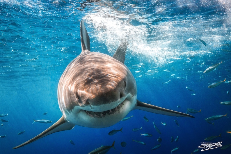 Große weiße Hai Fine Art Print mit dem Titel Bruce | Etsy