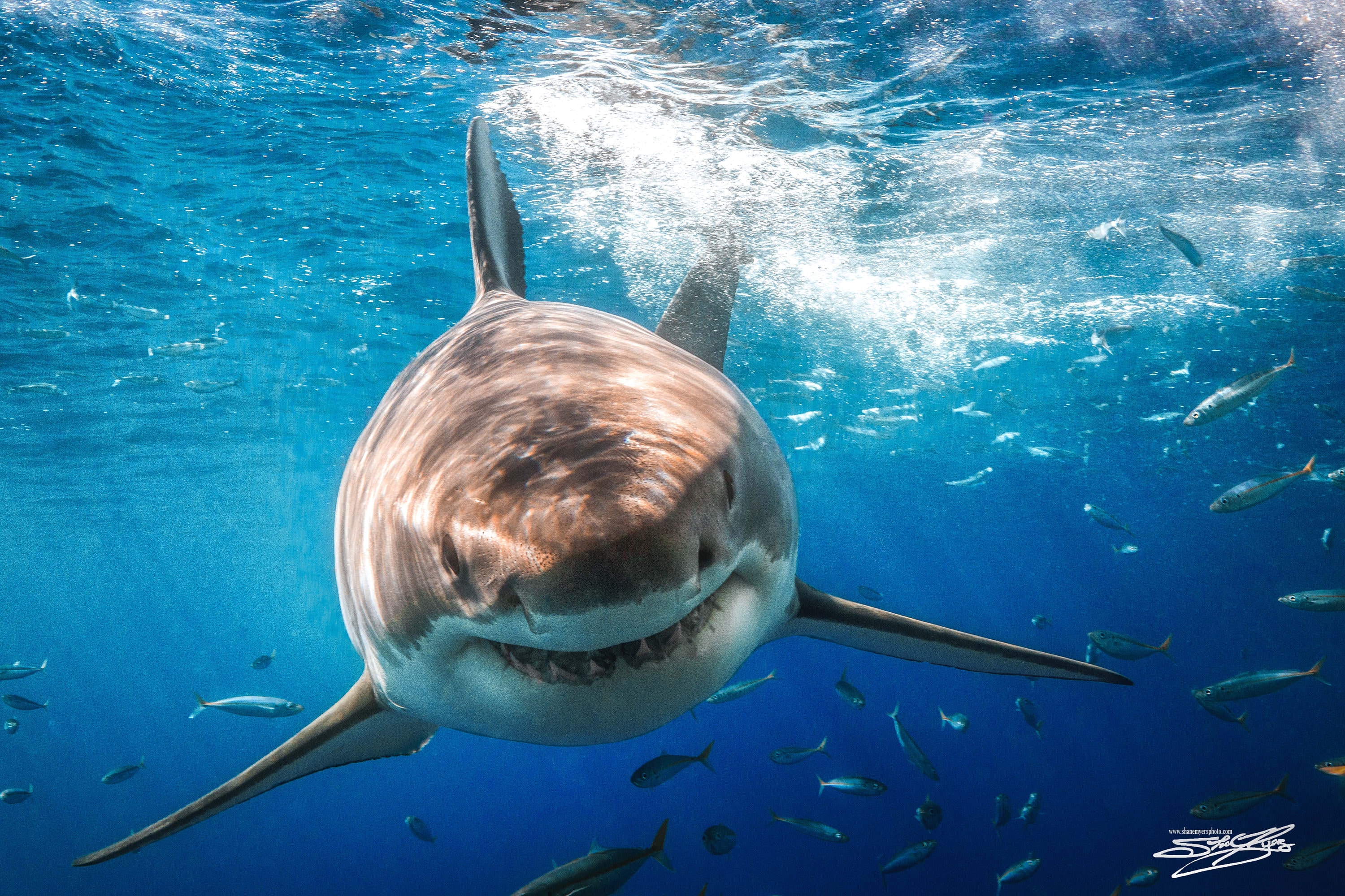 Great White Shark Fine Art Print titled Bruce on Etsy