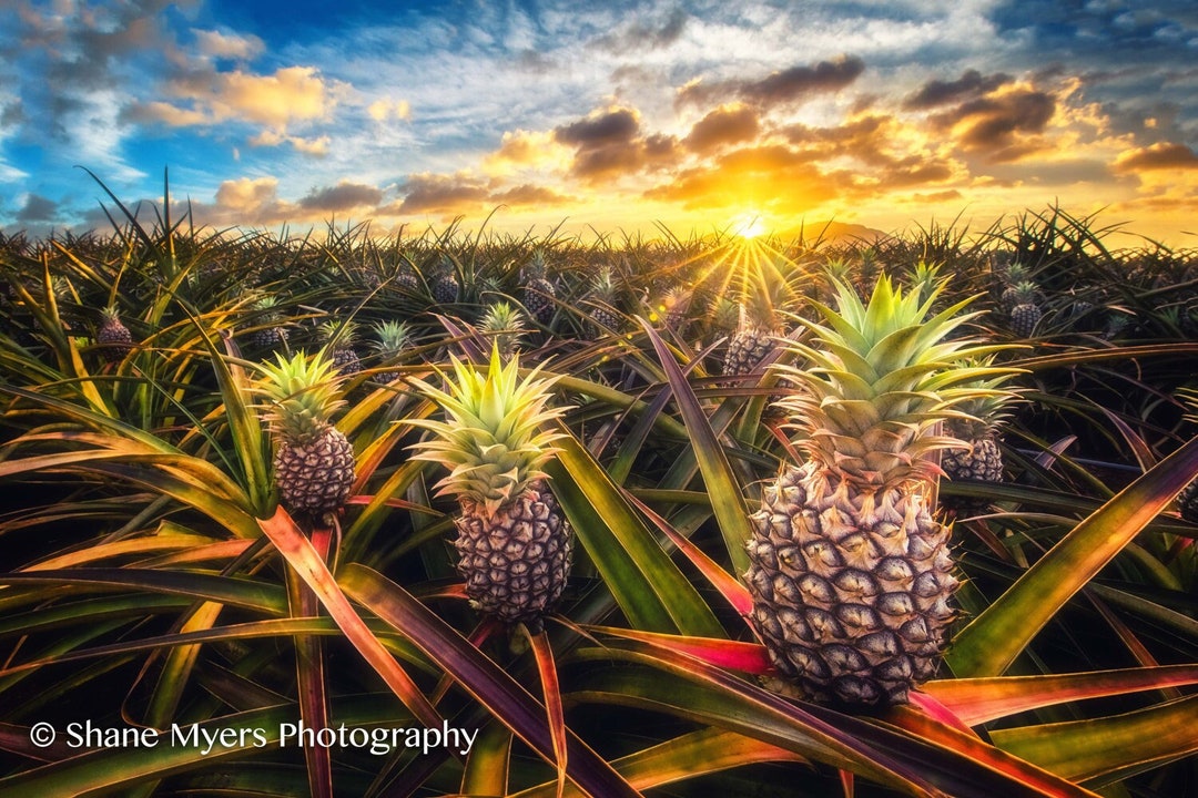 Hawaiian Pineapple Fields Fine Art Print Titled 