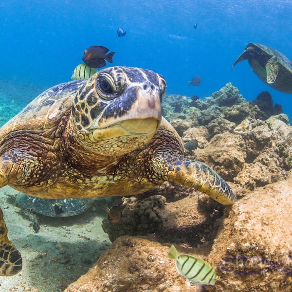 Turtle on Aluminum Metal or Canvas Photo swimming in Hawaii