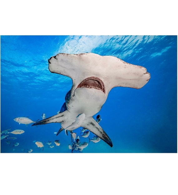 邦楽 Hammer Head Shark BYE MY NAKED 邦楽 Hammer Head Shark BYE MY NAKED Hammer Head Shark / BYE