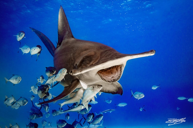 Great Hammerhead Shark Fine Art Print Titled the - Etsy