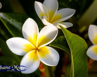 Beautiful Hawaiian Plumeria Flower Fine Art Print titled "Plumeria" on 5"x7", 8"x10", or 11"x14" White or Black Mat