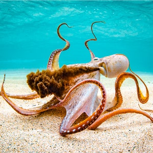 Hawaiian Octopus Fine Art Print titled &quot;Tako Sauce&quot; on 5&quot;x7&quot;, 8&quot;x10&quot;, or 11&quot;x14&quot; White or Black Mat