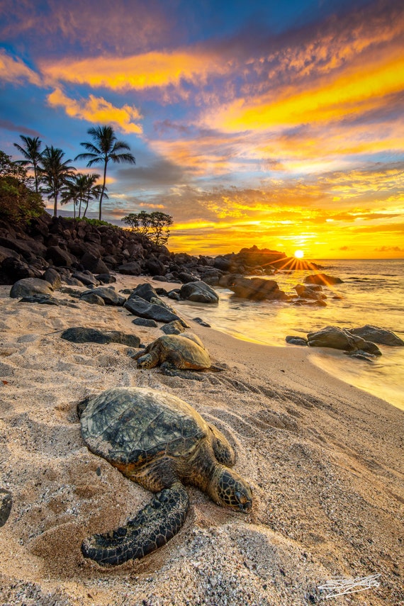nani ahiahi ~Haleiwa beach パステル画 Turtles on Hawaii Beach at Sunset on the North Shore Haleiwa