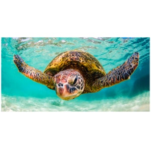 May include: A green sea turtle swims underwater with its head facing the camera. The turtle has a brown and yellow shell with a green head and flippers.