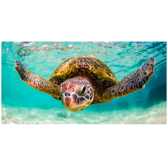 Panorama Aluminum Fine Art photo print of Hawaiian Green Sea Turtle Swimming Underwater