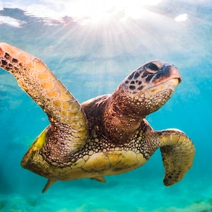 Aluminum/Canvas Fine Art print of Hawaiian Green Sea Turtle titled &quot;King Me&quot;
